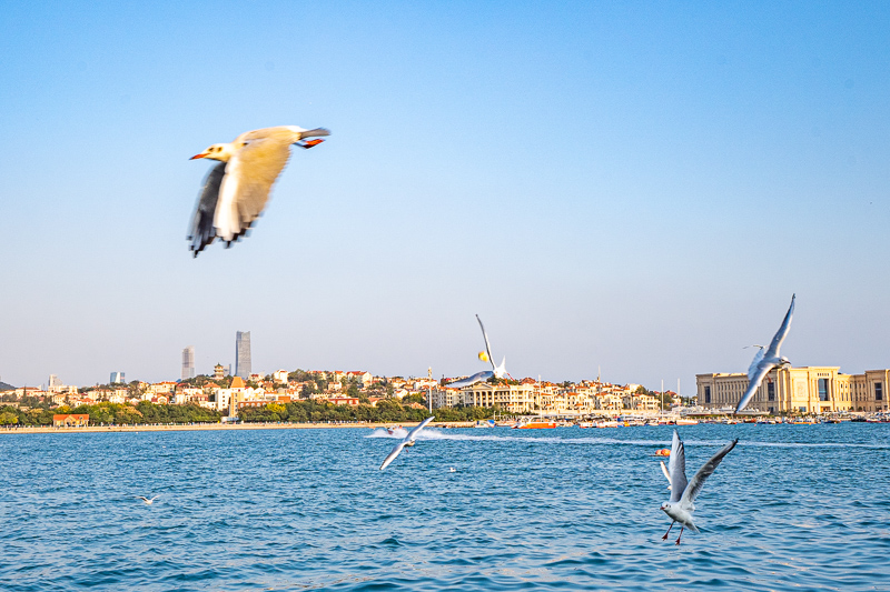 找個成都導(dǎo)游多少錢一天(成都私人導(dǎo)游怎么找)