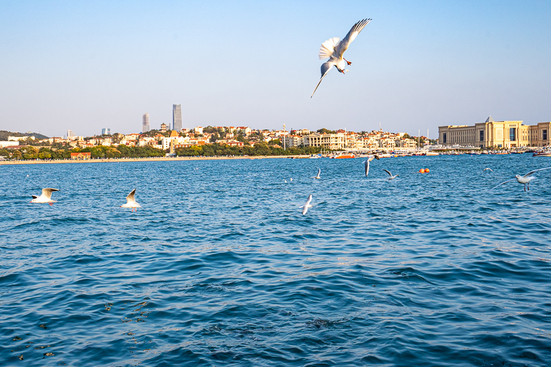 成都導游退房(成都私人導游怎么找)