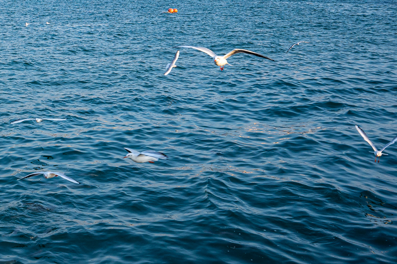 重慶到武隆導(dǎo)游怎么走(重慶到武隆幾個(gè)小時(shí))