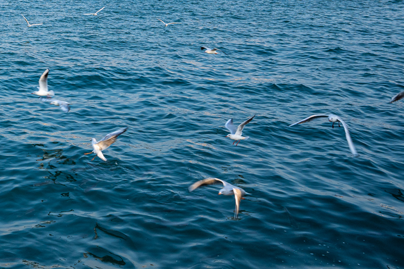 桂林導(dǎo)游的翻譯工作(桂林導(dǎo)游的翻譯工作好找嗎)