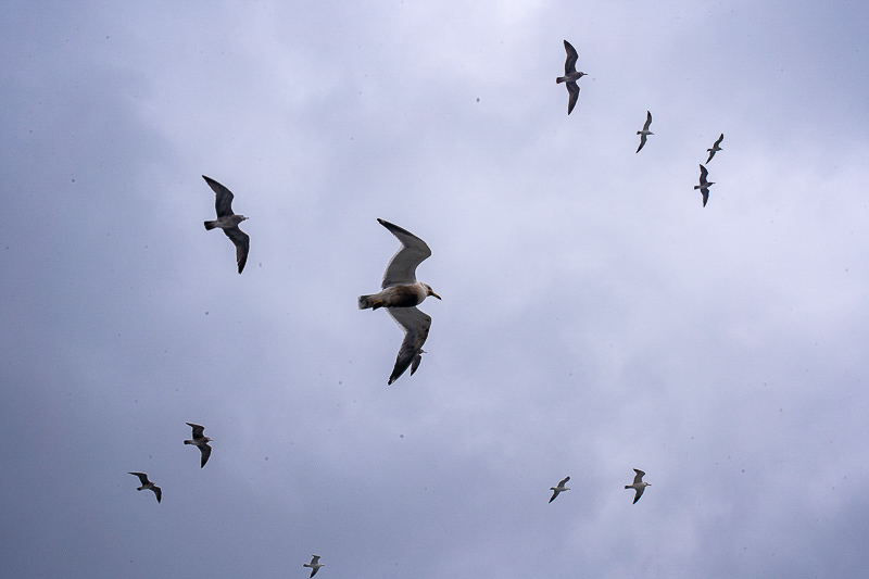 跟團(tuán)旅游還是自由行好？昆大麗旅游攻略
