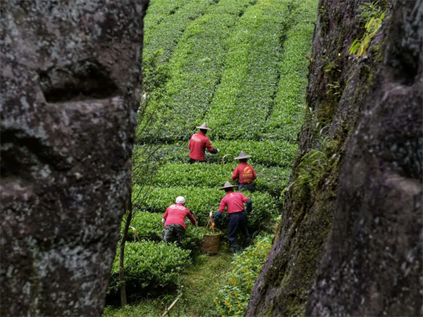 廈門上海包車電話(漳州到廈門包車)