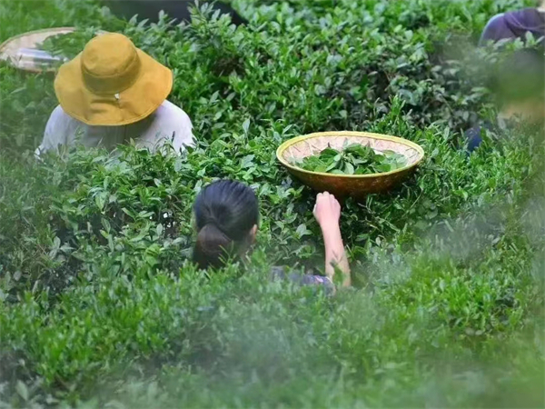 福建方形土樓有多少，福建土樓有哪些