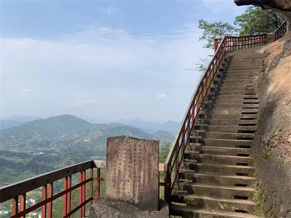 福建土樓金線蓮價格，福建土樓金線蓮養(yǎng)生茶的功效