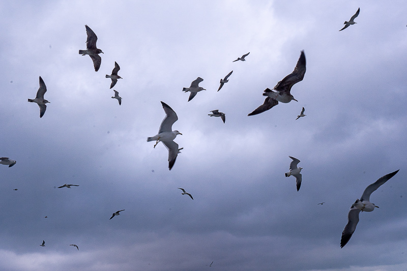 最大的土樓有多少平方？最大的土樓有多少平方公里