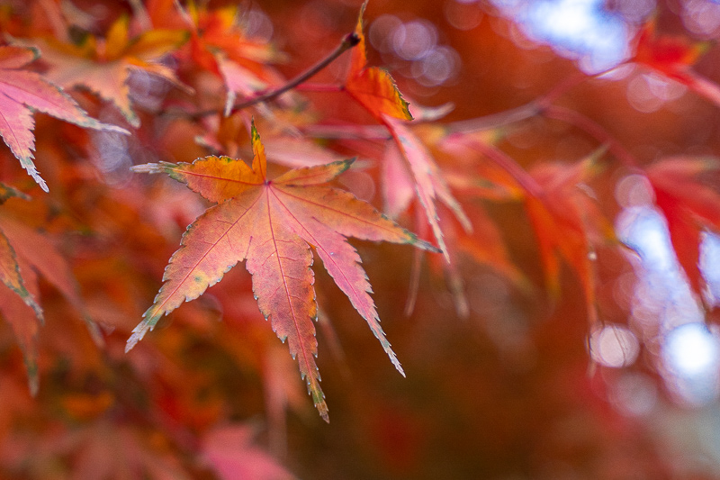 杭州到永定土樓多少公里(杭州有什么土特產(chǎn))